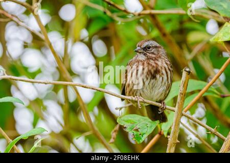 Song Sparrow, Melospiza melodia, George C. Reifel Migrating Bird Sanctuary, Delta, British Columbia, Kanada Stockfoto