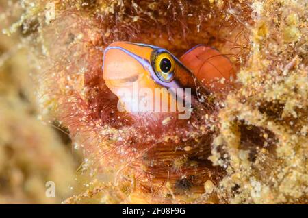 Bluestriped Fangblenny, Plagiotremus rhinorhynchos, Anilao, Batangas, Philippinen, Pazifik Stockfoto