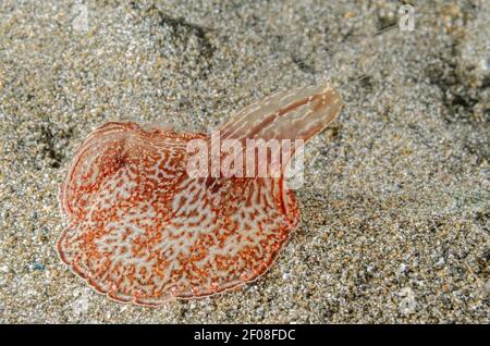 Benthischer Ctenophore, Coeloplana meteoris , Anilao, Batangas, Philippinen, Pazifik Stockfoto