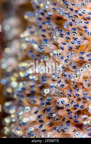 Clarks Anemonefischeier, Amphiprion clarkii, Anilao, Batangas, Philippinen, Pazifik Stockfoto