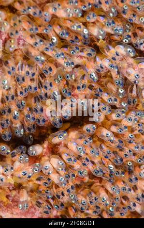 Clarks Anemonefischeier, Amphiprion clarkii, Anilao, Batangas, Philippinen, Pazifik Stockfoto