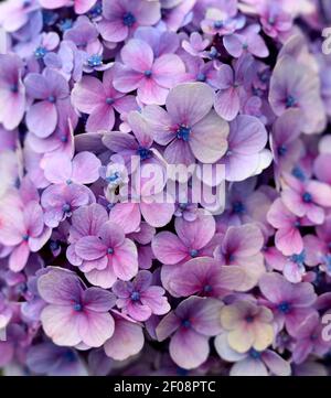 Schöne lila kleine Blüten - violette Blume Stockfoto