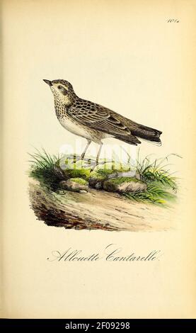 Planches coloriees des oiseaux de la Belgique et de leurs oeufs (Pl. L 101A, S. Stockfoto