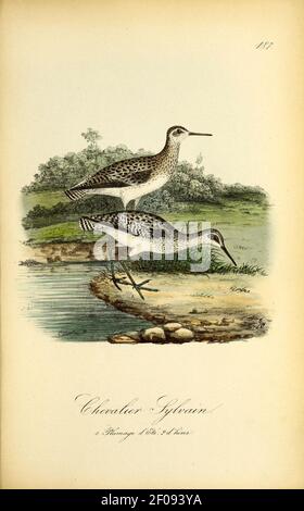 Planches coloriees des oiseaux de la Belgique et de leurs oeufs (Pl. L 187, S. Stockfoto