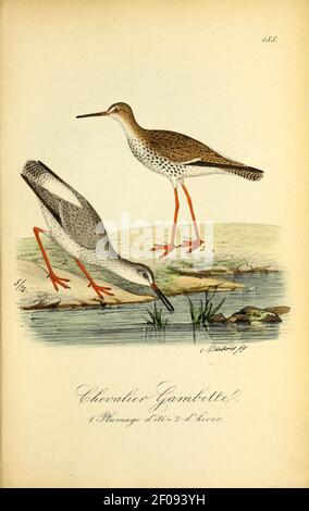 Planches coloriees des oiseaux de la Belgique et de leurs oeufs (Pl. L 188, S. Stockfoto