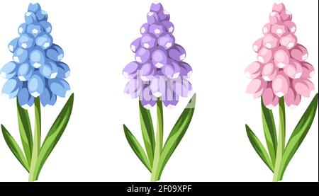 Set aus blauen, violetten und rosa Traubenhyazinthe Blumen isoliert auf einem weißen Hintergrund. Vektorgrafik. Stock Vektor