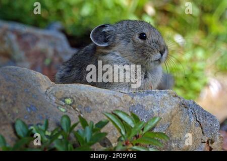 Pika im Sommer in der Scenic Area des Northwest Peak. Kootenai National Forest, nordwestlich von Montana. (Foto von Randy Beacham) Stockfoto