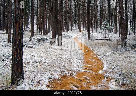 Lärchennadeln entlang der Spur und Lärchenwald nach Schneesturm im Herbst. Yaak Valley, MT. (Foto von Randy Beacham) Stockfoto