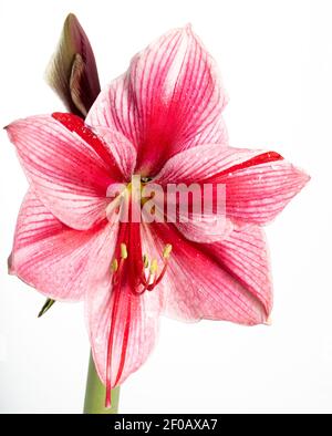 'Gervase' Hippeastrum, Amaryllis (Hippeastrum x Hortorum) Stockfoto