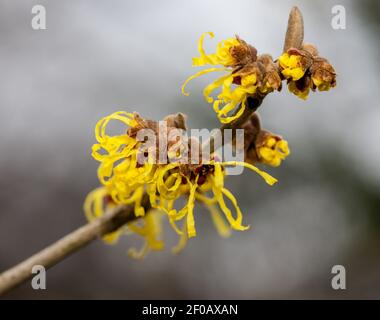 Chinesische Hexenhasel, Kinesisk Trollhassel (Hamamelis mollis) Stockfoto