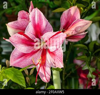 'Gervase' Hippeastrum, Amaryllis (Hippeastrum x Hortorum) Stockfoto