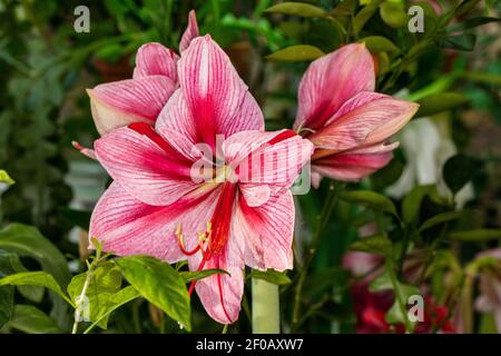 'Gervase' Hippeastrum, Amaryllis (Hippeastrum x Hortorum) Stockfoto