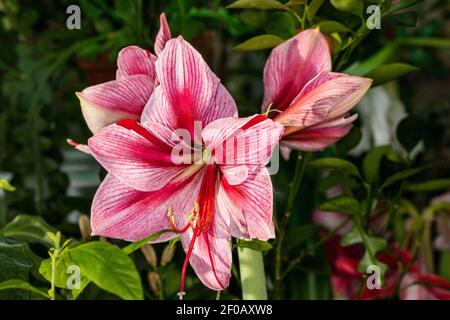 'Gervase' Hippeastrum, Amaryllis (Hippeastrum x Hortorum) Stockfoto