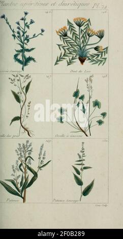 Plantes usuelles, indigènes et exotiques (Pl. (6103992940) (24). Stockfoto