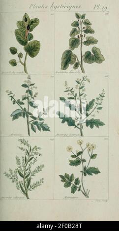 Plantes usuelles, indigènes et exotiques (Pl. (6103991442) (19). Stockfoto