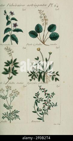 Plantes usuelles, indigènes et exotiques (Pl. (6104005044) (64). Stockfoto