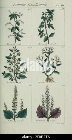 Plantes usuelles, indigènes et exotiques (Pl. (6104009336) (81). Stockfoto