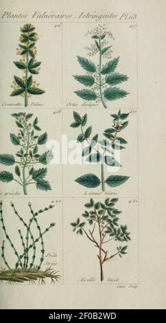 Plantes usuelles, indigènes et exotiques (Pl. (6104006192) (68). Stockfoto