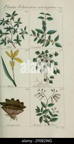 Plantes usuelles, indigènes et exotiques (Pl. (6103460007) (72). Stockfoto