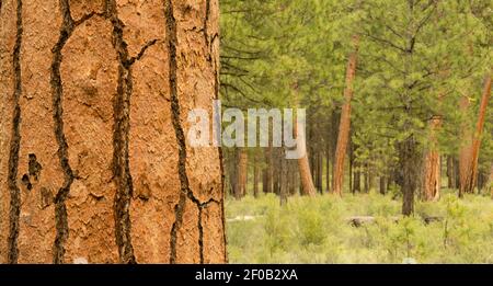 Schönen Standplatz der Bäume Schlaufe Oregon Deschutes County Stockfoto