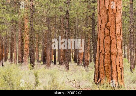 Schönen Standplatz der Bäume Schlaufe Oregon Deschutes County Stockfoto