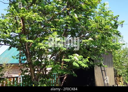 Blühende Bergasche im Hinterhof eines ländlichen Anwesens, der Wind weht Äste mit Blütenständen. Stockfoto