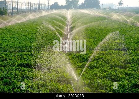 Sprinkler sprühen frisches nasses Wasser auf üppiges grünes Feld Stockfoto