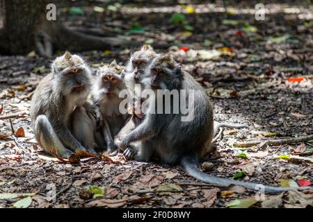 Familie von langschwänzigen oder krabbenfressenden Makaken. Mandala Suci Wenara Wana oder Monkey Forest Ubud, Bali, Indonesien Stockfoto