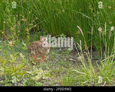 Hübsches braunes Ostcottontail-Kaninchen, Sylvilagus floridanus, zwischen grünen Pflanzen. Die östliche Baumwollschwanzart ist die häufigste wilde Kaninchenart in Stockfoto