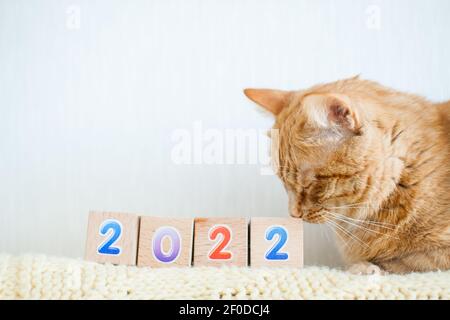 Lustige Fett Ingwer Katze Studien Würfel mit Zahlen 2022. Neues Jahr 2022 Stockfoto