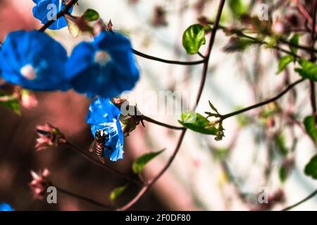 Blau gefärbte Morgenglorreiche Blume mit Biene darauf sitzen Stockfoto