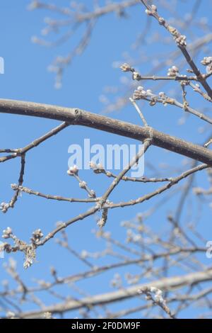 Knospen auf Baum Zweig im frühen Frühjahr. Unscharfer Hintergrund, selektiver Fokus. Stockfoto