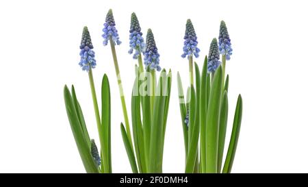 Junge blaue Muscari armeniacum blüht in einer Linie auf weiß Hintergrund Stockfoto