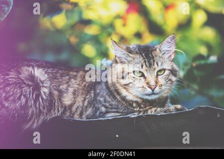 Niedliche Katze liegt im Herbst auf einem Metalldach Garten Stockfoto