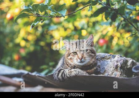 Niedliche Katze liegt im Herbst auf einem Metalldach Garten Stockfoto