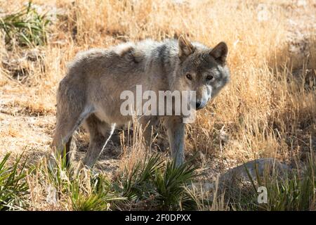 Eurasischer Wolf (Canis lupus lupus) auch als europäischer Wolf bekannt, Andalusien, Spanien Stockfoto