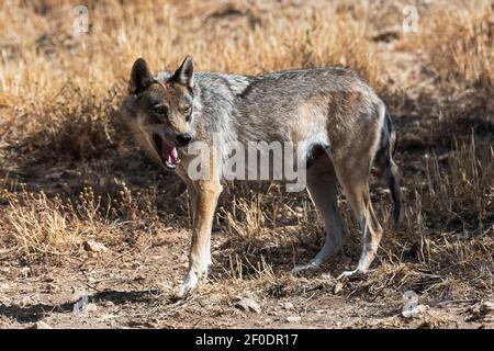 Eurasischer Wolf (Canis lupus lupus) auch als europäischer Wolf bekannt, Andalusien, Spanien Stockfoto