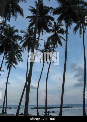 Kokospalmen am Strand von Port Blair in Andaman Und Nikobaren-Inseln Indien Stockfoto