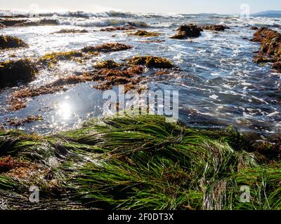 Wellen, Seegras und Seegras in der Gezeitenzone am Tar Pits Beach in Carpinteria California an einem sonnigen Tag. Stockfoto