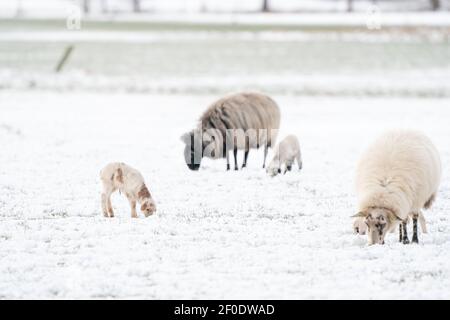 Ein neu geborenes weißes Lamm frisst Gras auf der Wiese, das Gras ist mit Schnee bedeckt. Mutter Schafe und lams grases, Winter auf dem Bauernhof, Blur und Stockfoto