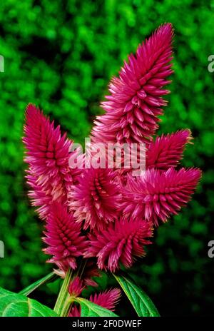 Ist eine kleine Gattung von essbaren und Zierpflanzen in der Familie Amaranth, Amaranthaceae Stockfoto