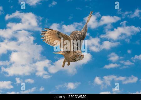 Eine Eurasische Eule oder Euleneule. Fliegt mit ausgebreiteten Flügeln gegen einen blau-weiß getrübten Himmel. Rote Augen starren Sie an, während er jagt. Frisch Stockfoto