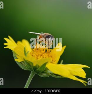 Detail der Honigbiene auf Sonnenblume - Asiatische Honigbiene auf Sonnenblume Hohe Auflösung Stockfoto