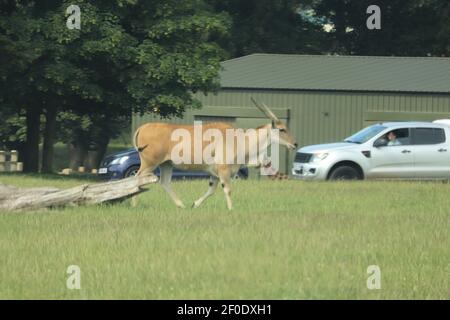 Riese der Ebenen frei in Woburn Safaripark zu wandern Stockfoto