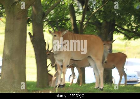 Riese der Ebenen frei in Woburn Safaripark zu wandern Stockfoto