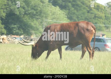 Riese der Ebenen frei in Woburn Safaripark zu wandern Stockfoto