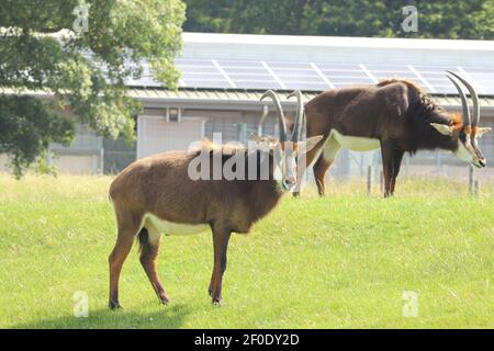 Riese der Ebenen frei in Woburn Safaripark zu wandern Stockfoto