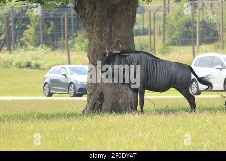 Riese der Ebenen frei in Woburn Safaripark zu wandern Stockfoto