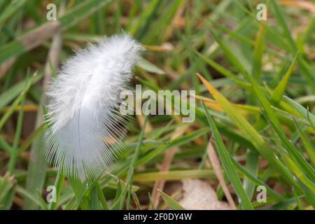 Eine weiße Feder liegt auf Grashalmen Stockfoto