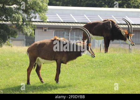 Riese der Ebenen frei in Woburn Safaripark zu wandern Stockfoto